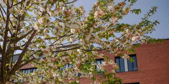 A red brick building of TU Dortmund University is surrounded by flowering trees in summer.